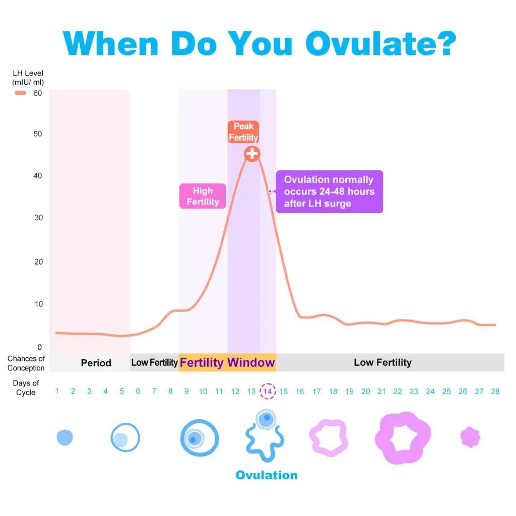 Easy@Home ovulation test strips for women trying to conceive, with 25 LH tests included for accurate ovulation prediction using urine samples.