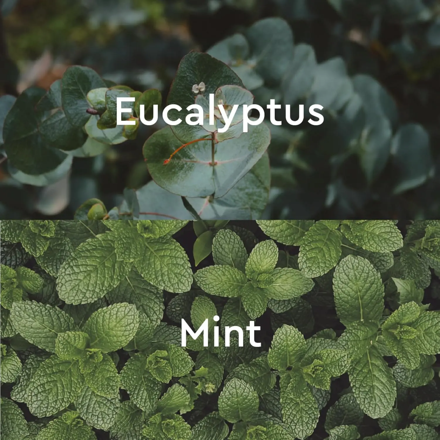 Kneipp Eucalyptus Aromatherapy Bubble Bath provides respiratory wellness and under the weather relief with plant-based, vegan ingredients for up to eight relaxing aromatherapy baths.