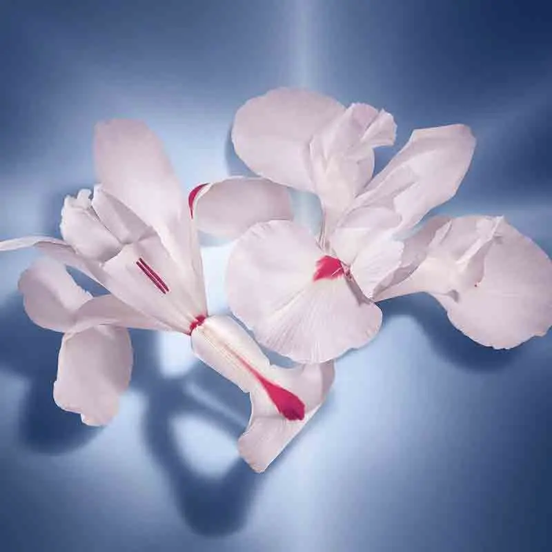 LANCOME PARIS La Vie Est Belle Hair Mist gives hair a sweetly happy fragrance with notes of pear and black currant.