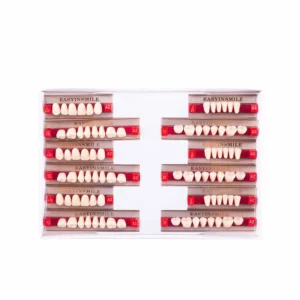 Resin Teeth Denture Set A2 Halloween Props