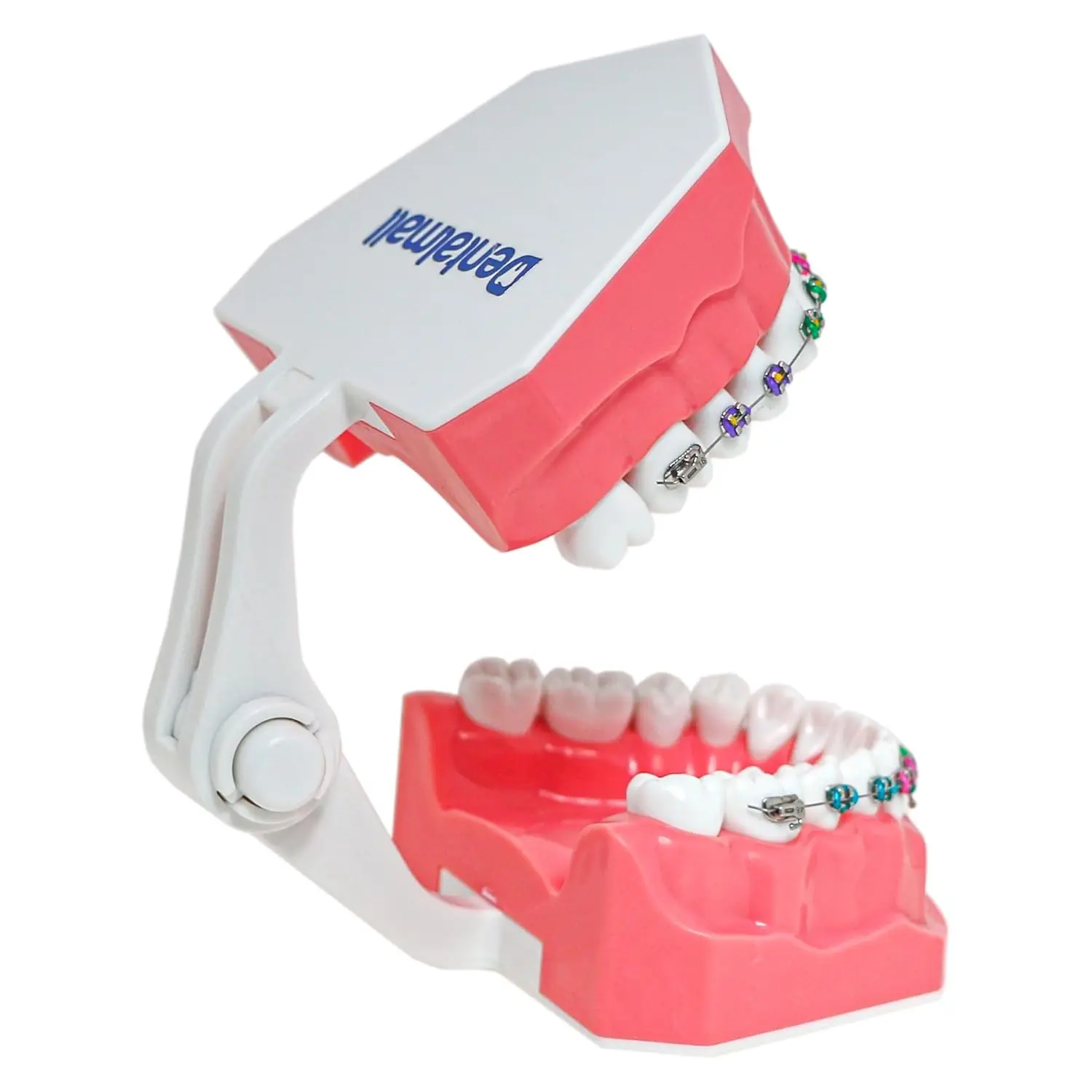 This dental orthodontic model demonstrates teeth with braces, wires, and elastics, ideal for teaching and explaining orthodontic concepts.