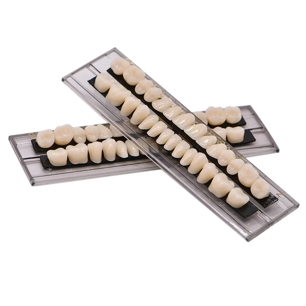 Five realistic-looking acrylic resin teeth mounted on dental mirrors, perfect for makeup looks or creating a teeth model for school projects.