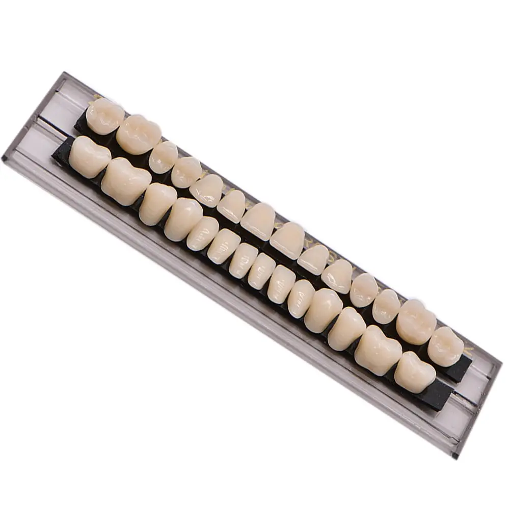 Five realistic-looking acrylic resin teeth mounted on dental mirrors, perfect for makeup looks or creating a teeth model for school projects.