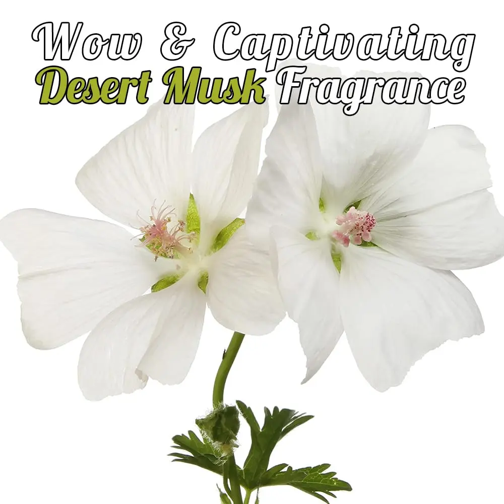 ECOLYTE+ Desert Musk hand wash provides effective germ protection and leaves your hands feeling soft, moisturized, and smelling great.