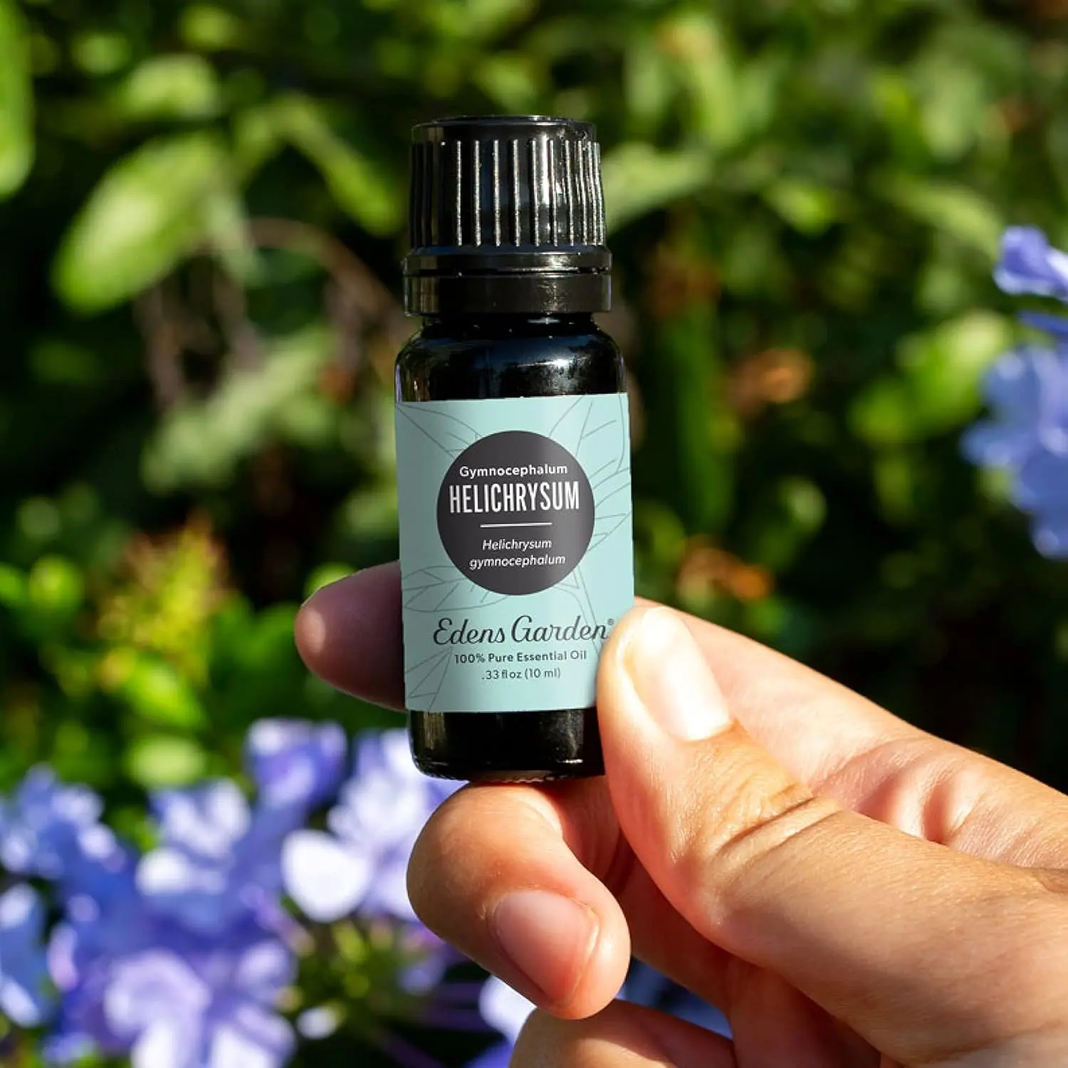 A bottle of Edens Garden Helichrysum Gymnocephalum essential oil, known for its refreshing aroma and potential respiratory support.