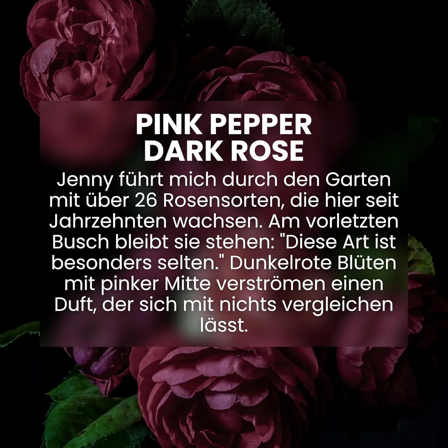 A bottle of Jean & Len Pink Pepper & Dark Rose hand and body cleanser, a vegan liquid soap with a sensual floral fragrance for a fragrant cleaning experience.