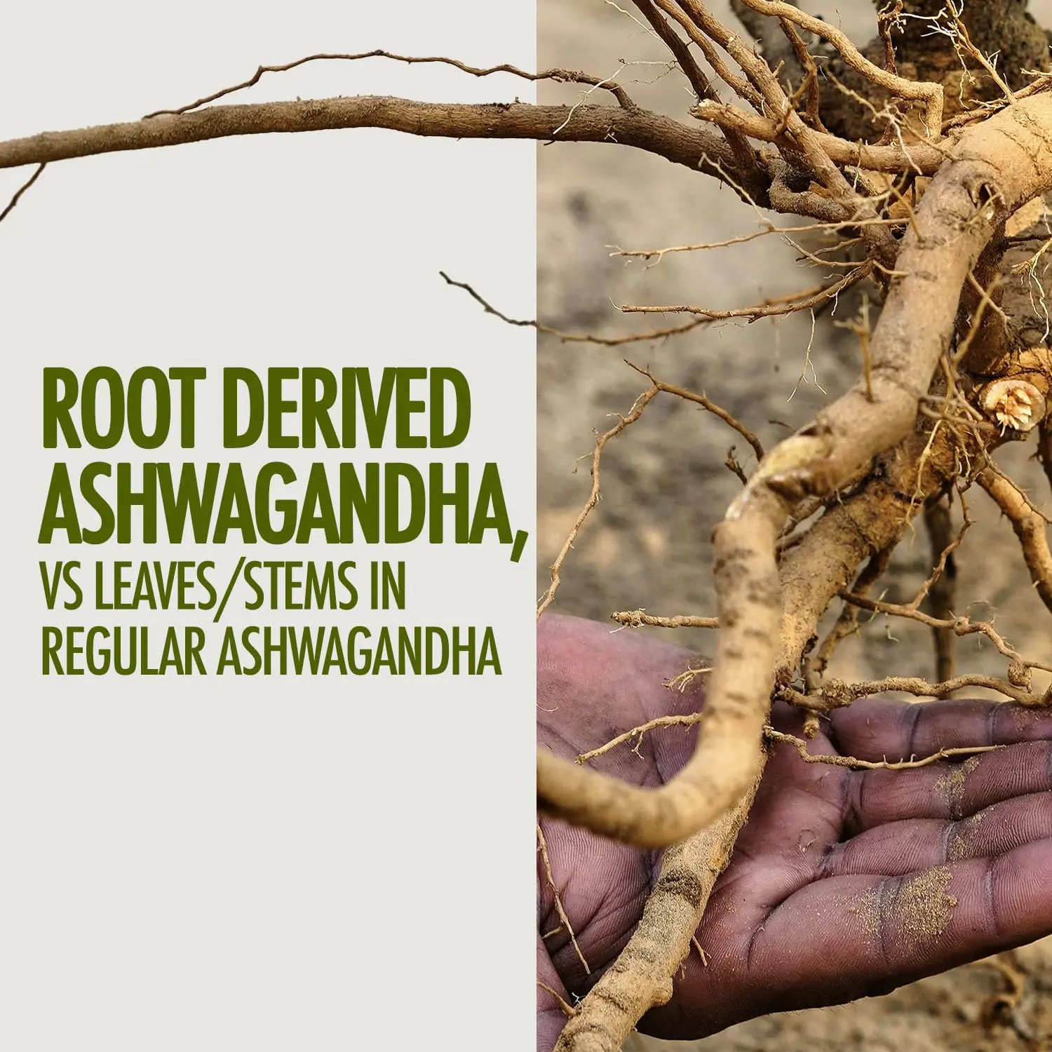 Kapiva Ashwagandha Gold capsules help reduce stress and improve energy with potent Nagori Ashwagandha, Shilajit, and Swarna Bhasma.