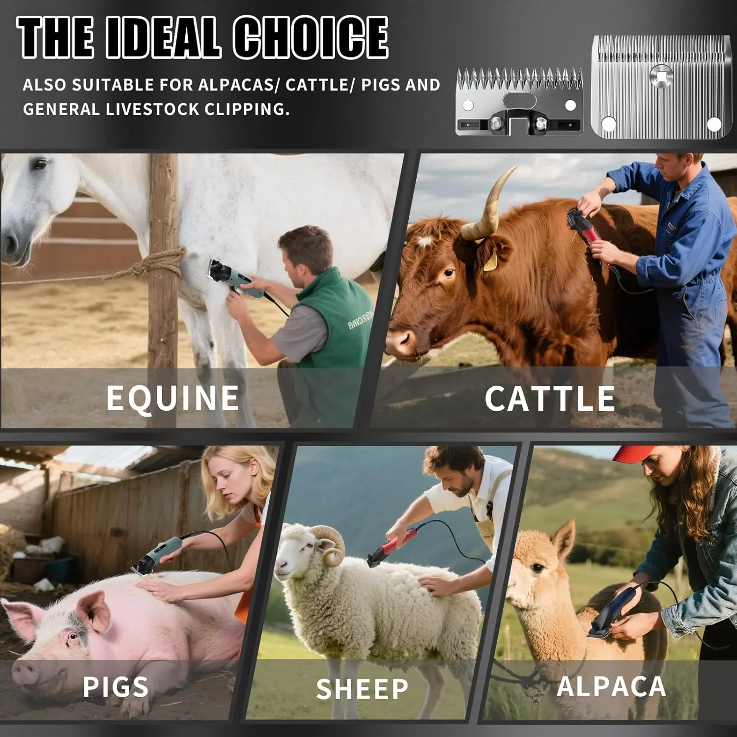 A medium A2/AC replacement blade compatible with Lister Star, Legend, Liberty, and Fusion animal clippers, made of stainless steel with a 3/32 inch cut length for horses, alpacas, cattle, and other livestock.