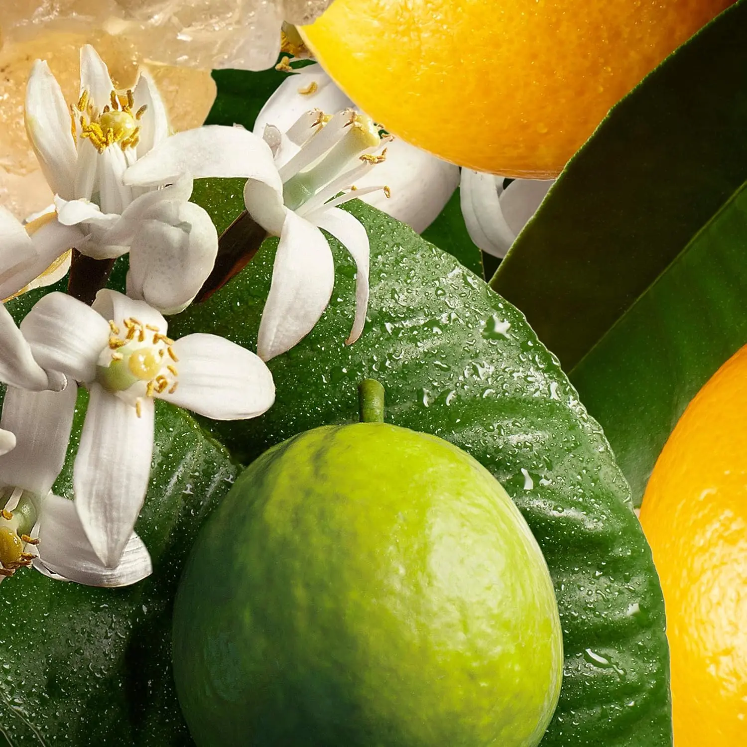 A luxurious bath oil by Molton Brown with radiant notes of orange and bergamot to scent your bath and veil your skin in the scents of Seville.