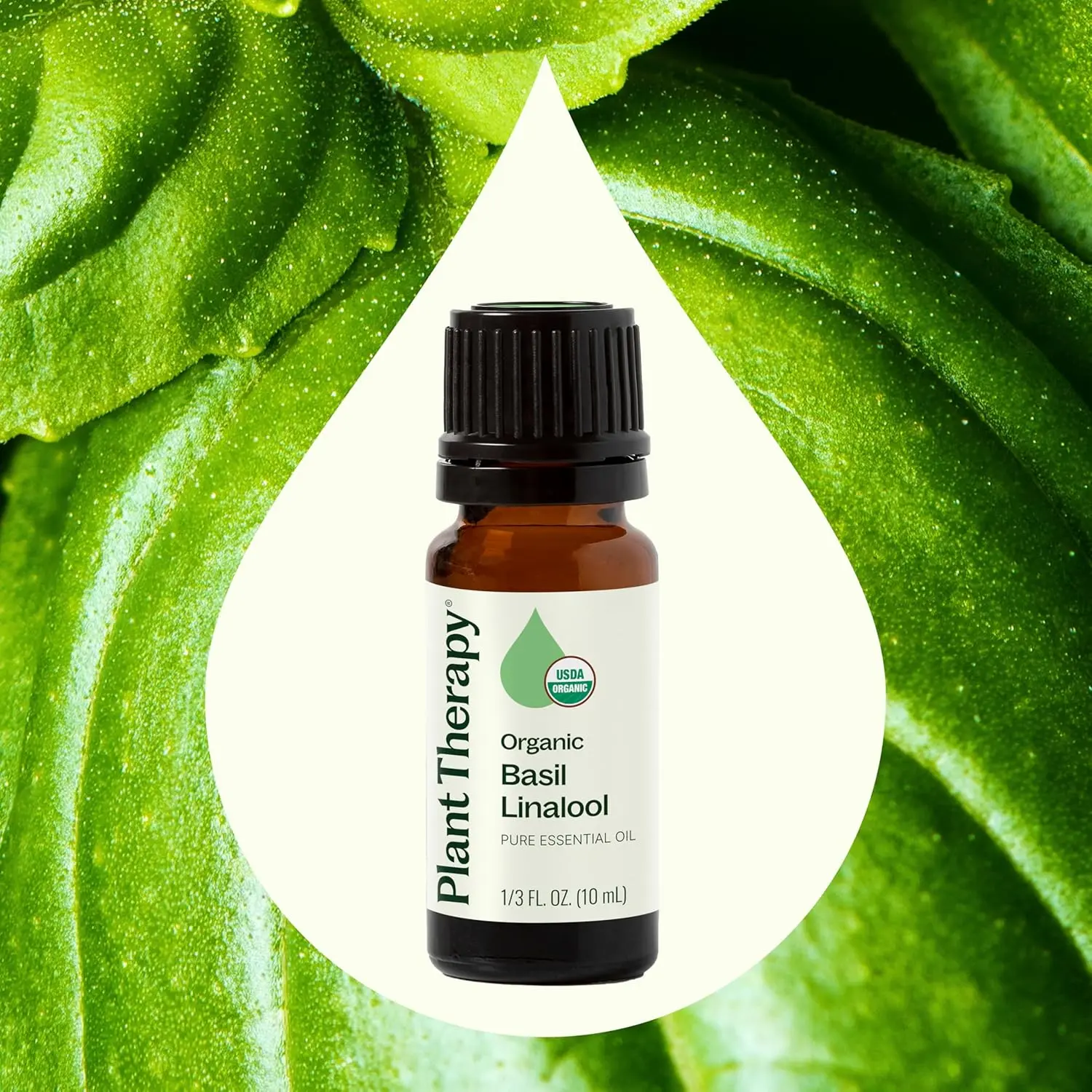 Plant Therapy organic basil linalool essential oil in a small amber bottle, steam distilled from basil leaves for a sweet, herbaceous, and uplifting aroma.