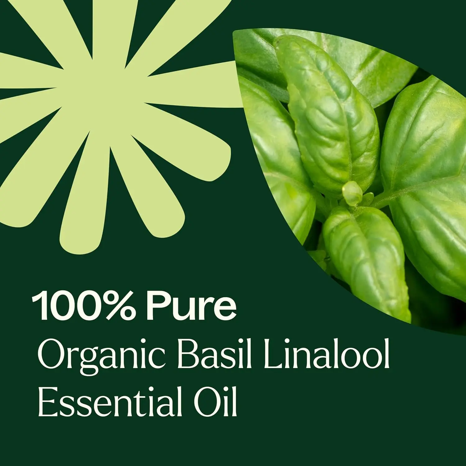 Plant Therapy organic basil linalool essential oil in a small amber bottle, steam distilled from basil leaves for a sweet, herbaceous, and uplifting aroma.