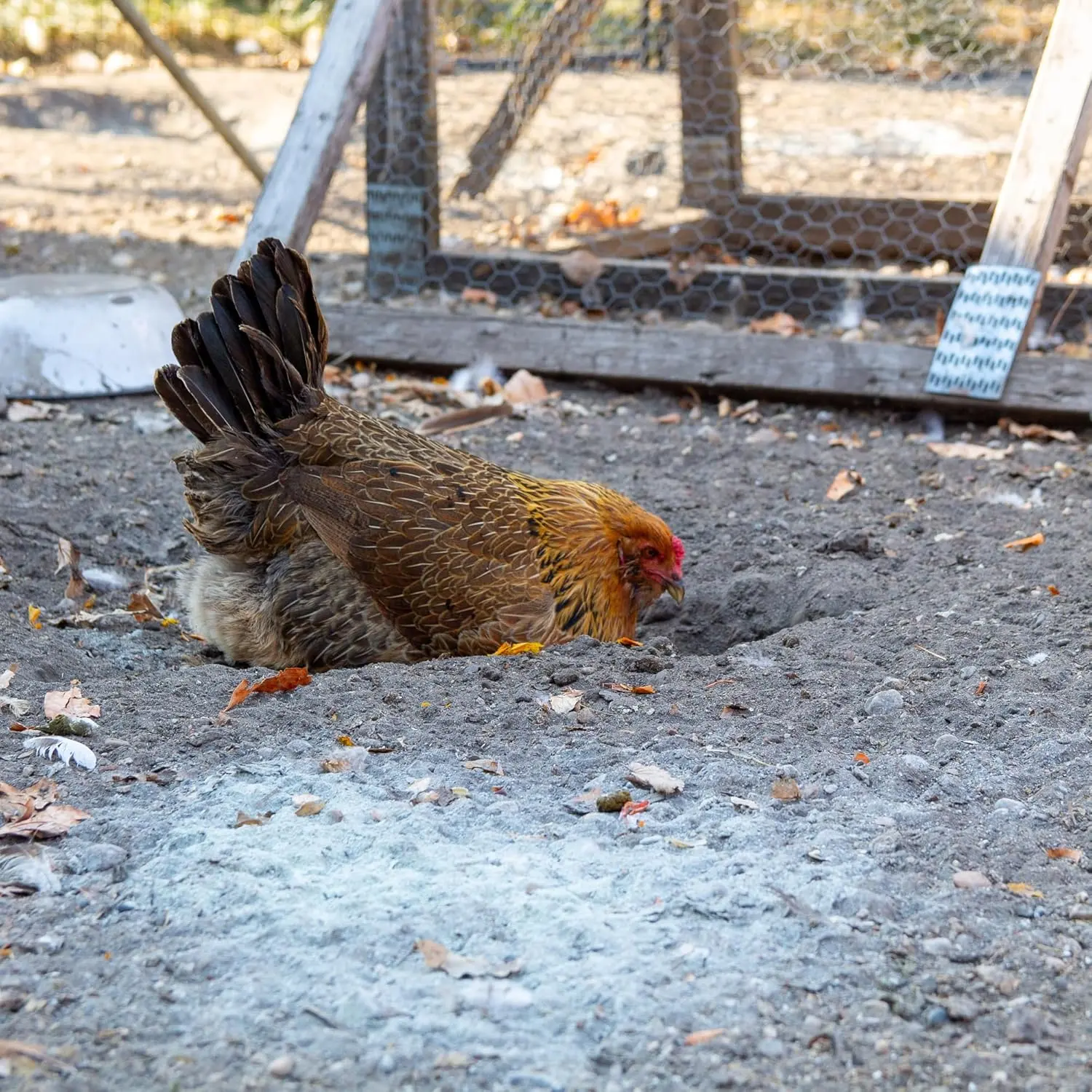 Preen Queen chicken dust bath additive with peppermint and citronella essential oils helps absorb moisture and odors for all types of poultry.