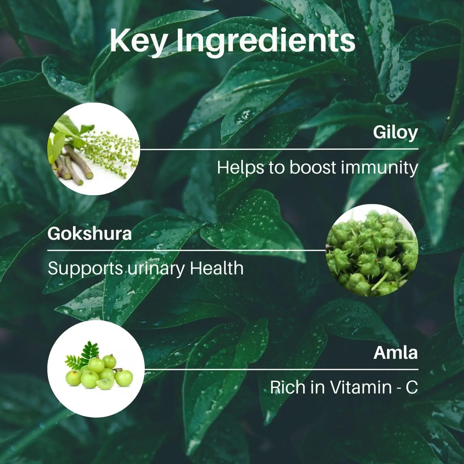 This is a pack of three 100gm bags of organic Rasayan Churna, also known as Amrutadi Churna, an Ayurvedic powder with Guduchi, Gokshura, and Amla that is useful as a general tonic, for urinary disorders, and to help boost immunity power.