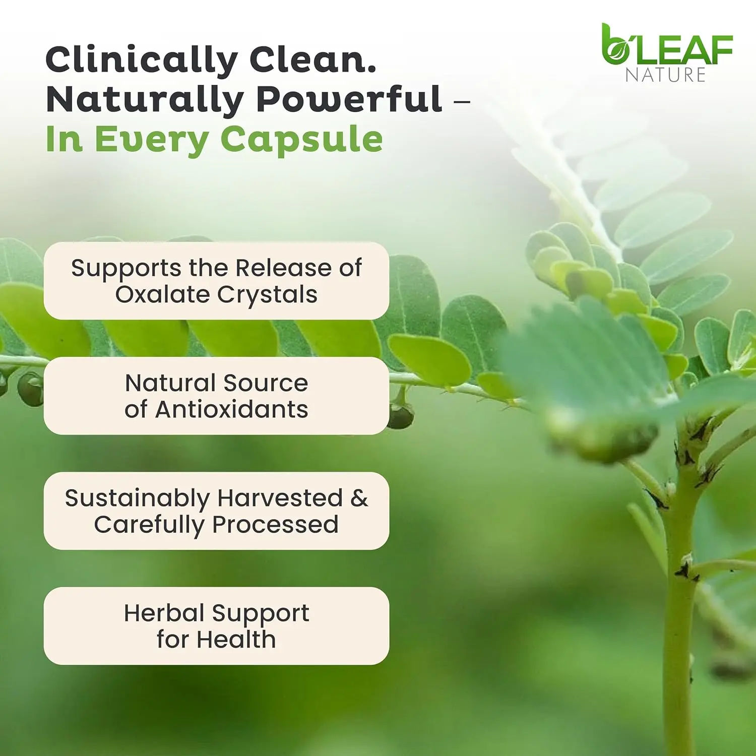 B'Leaf Nature's Stone Breaker Chanca Piedra supplement supports urinary tract health and kidney stone breaker function with a vegan, non-GMO formula.