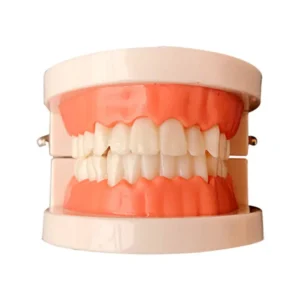 Standard teeth model with fixed braces for demonstrating proper brushing techniques and oral hygiene for both kids and adults.